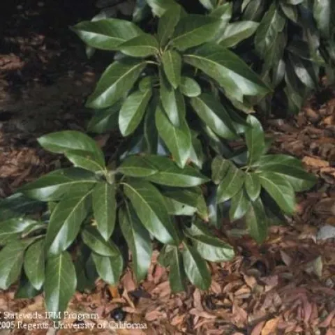 Avocado leaves. Photo by David Rosen.