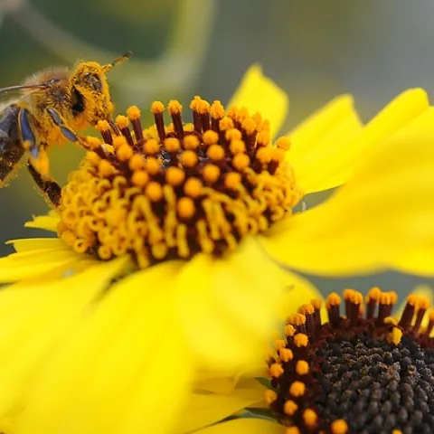 Pollen-covered honey bee on brittlebush, Encelia californica (as identified by Ellen Zagory), in back of the UC Davis Lab Sciences Building. (Photo by Kathy Keatley Garvey)