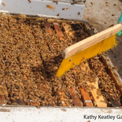 A thriving honey bee colony. (Photo by Kathy Keatley Garvey)