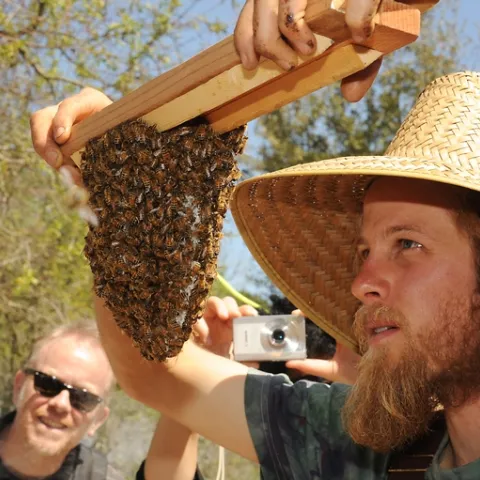 Derek Downey checks the cluster on a newly hived colony. (Photo by Kathy Keatley Garvey)