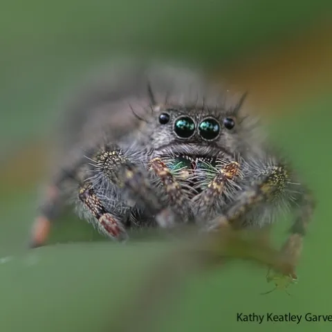 A jumping spider perched on a rose leaf. (Photo by Kathy Keatley Garvey)