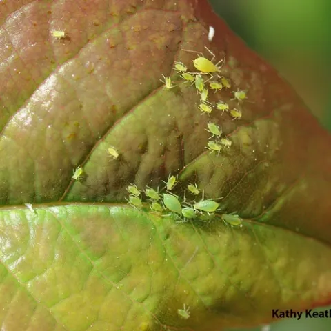 Pea aphids on a rose leaf. (Photo by Kathy Keatley Garvey)