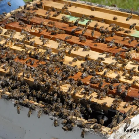 Honey bees ready to swarm at the Harry H. Laidlaw Jr. Honey Bee Research Facility at UC Davis. (Photo by Kathy Keatley Garvey)