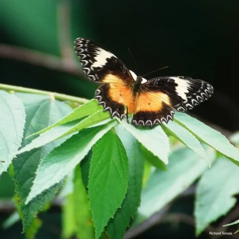 Malay Lacewing butterfly (Cethosia hypsea). Photographed by Richard Tenaza and identified by professor/butterfly expert Arthur Shapiro of UC Davis.
