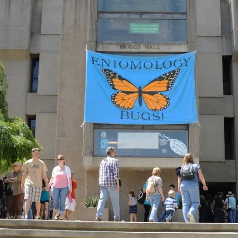 Bug banner at Briggs beckons. (Photo by Kathy Keatley Garvey)