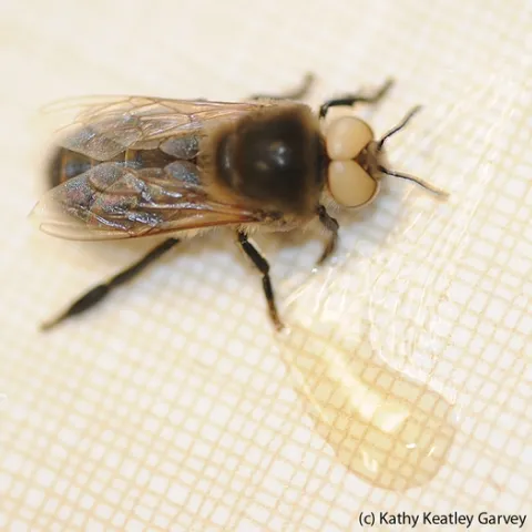 This is a white-eyed Caucasian (dark) honey bee drone. White-eyed drones are blind. In the foreground is honey. (Photo by Kathy Keatley Garvey)