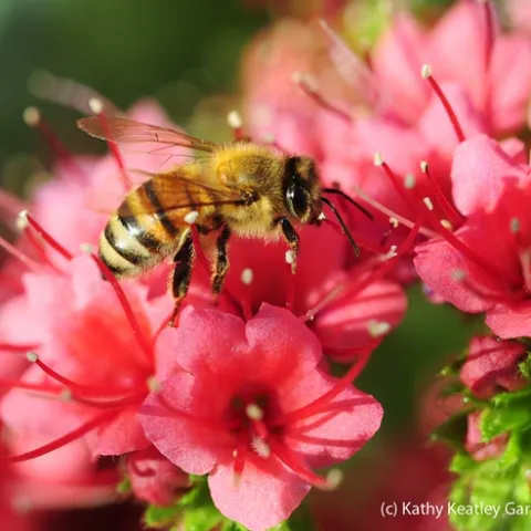 Honey bee foraging in a tower of jewels. (Photo by Kathy Keatley Garvey)