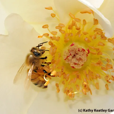 Honey bee foraging on a rose. (Photo by Kathy Keatley Garvey)