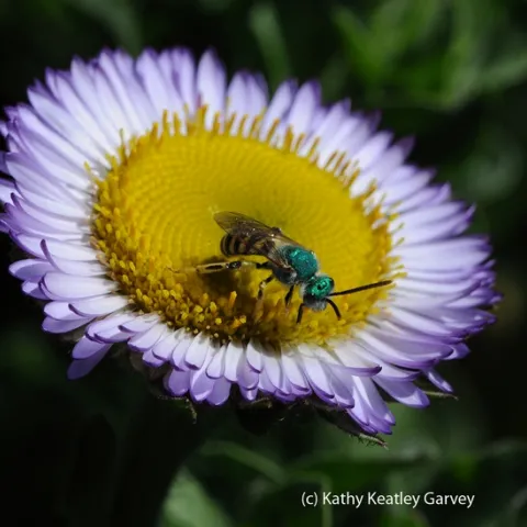 Male metallic green sweat bee, Agapostemon texanus, nectaring on a seaside daisy, Erigeron glaucus Wayne Roderick. (Photo by Kathy Keatley Garvey)