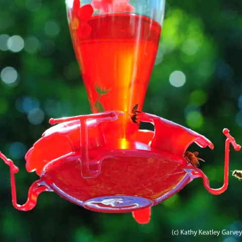 Honey bees gather around a hummingbird feeder. (Photo by Kathy Keatley Garvey)