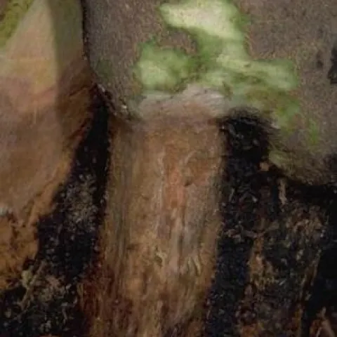 Dry Root Rot. Photo by Jack Kelly Clark.