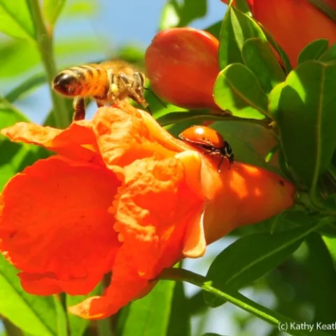 Honey bee nearly collides with a ladybug, aka ladybeetle. (Photo by Kathy Keatley Garvey)