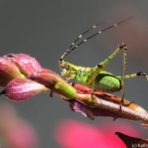 Fork-tailed bush katydid on salvia. (Photo by Kathy Keatley Garvey)