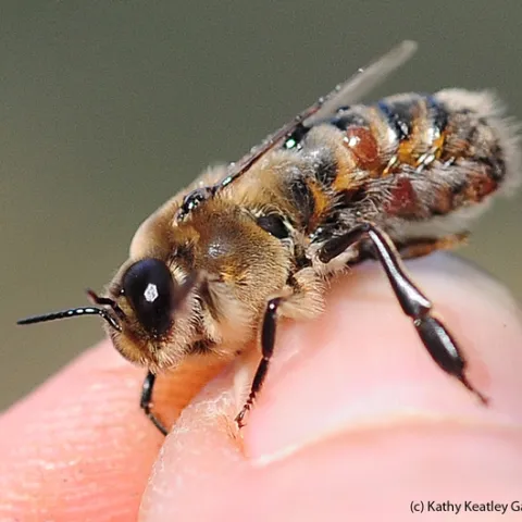 The lifespan of this mite-infested drone will be short. The brownish-orange "bumps" are varroa mites. (Photo by Kathy Keatley Garvey)