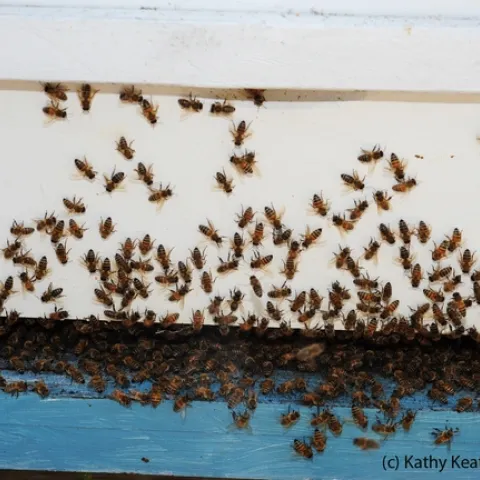 Honey bees engaging in washboarding behavior with "rocking" or up-and-down movements. (Photo by Kathy Keatley Garvey)