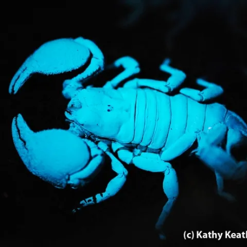 Scorpion glowing under ultraviolet light at the Bohart Museum of Entomology. (Photo by Kathy Keatley Garvey)