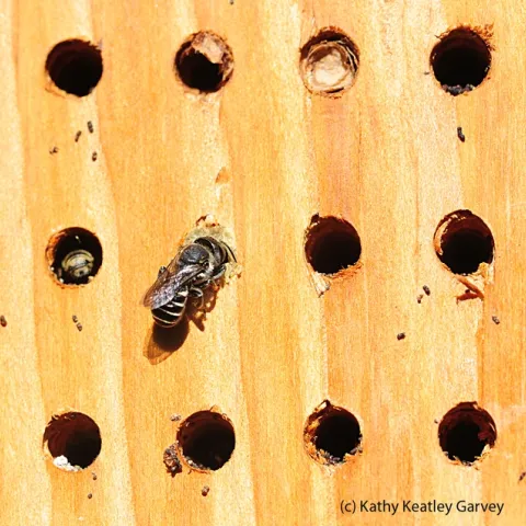 Newly emerged leafcutter bee outside her nest. (Photo by Kathy Keatley Garvey)