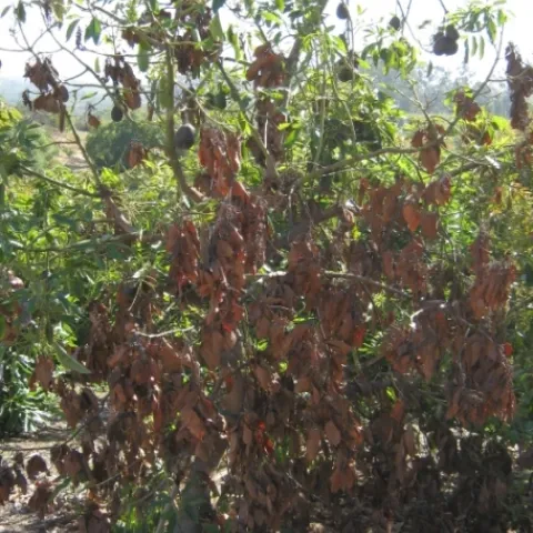 Blight on avocado.