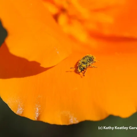 Melyrid beetle (Endeodes insularis) on a poppy petal. (Photo y Kathy Keatley Garvey)