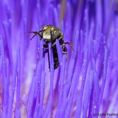 Male cuckoo leafcutting bee (genus Coelioxys) emerges from the purple strands of an artichoke blossom. (Photo by Kathy Keatley Garvey)