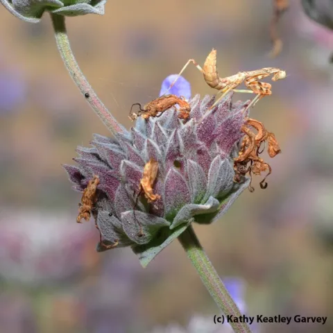 Praying mantis on Cleveland sage (Salvia clevelandii). (Photo by Kathy Keatley Garvey