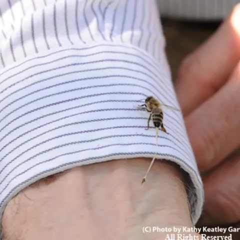 FIRST PHOTO--When honey bees sting, it's usually a clean break. Extension apiculturist Eric Mussen getting stung. (Copyrighted, All Rights Reserved, Photo by Kathy Keatley Garvey)