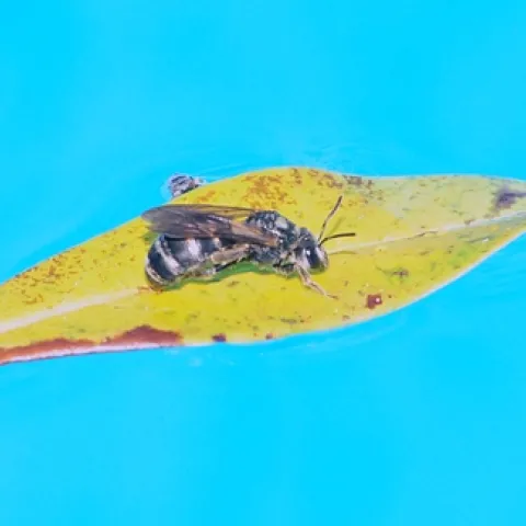 Summertime...and the living is easy...A female sweat bee, genus Halictus, floats on a leaf in a swimming pool. (Photo by Kathy Keatley Garvey)