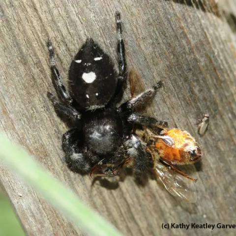 Jumping spider eating a honey bee. (Photo by Kathy Keatley Garvey)