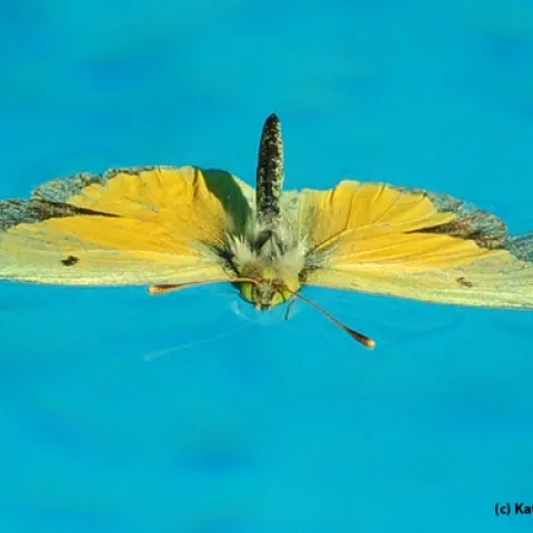 Alfalfa butterfly, Colias eurytheme, lands in a swimming pool. (Photo by Kathy Keatley Garvey)