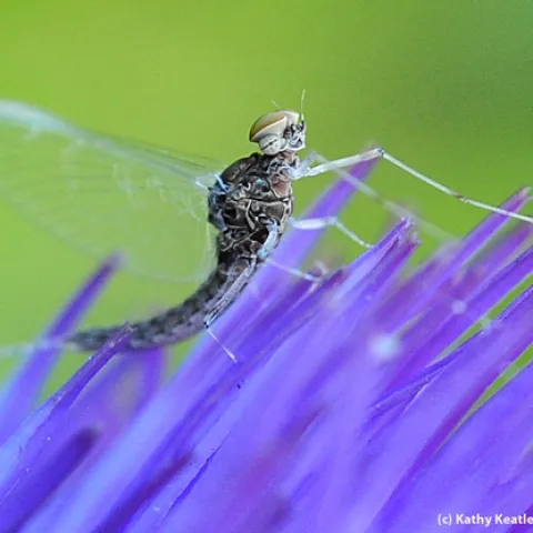 Mayfly, from the family Baetidae, rests on a flowering artichoke. (Photo by Kathy Keatley Garvey)