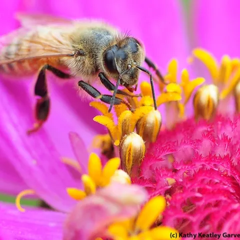 Honey bee nectaring on a zinnia in the Haagen-Dazs Honey Bee Haven. (Photo by Kathy Keatley Garvey)