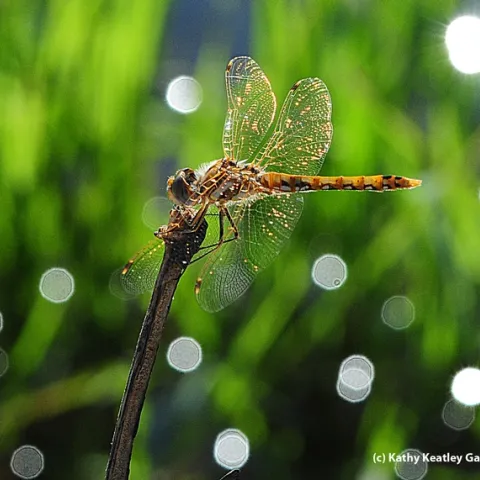 Variegated meadowhawk, Sympetrum corruptum, glows in the early morning. (Photo by Kathy Keatley Garvey)