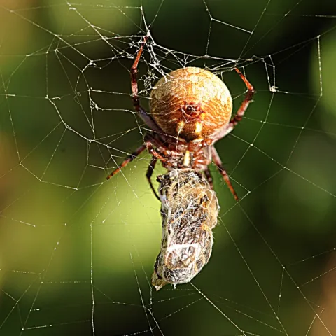 Orbweaver eating its wrapped prey, a honey bee. (Photo by Kathy Keatley Garvey)