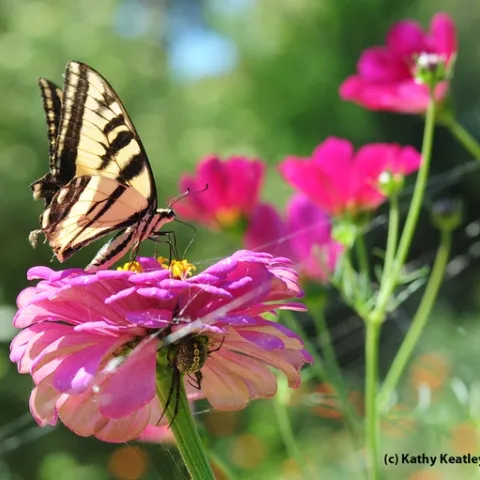 Western tiger swallowtail, Papilio rutulus, nectars on a zinnia, unaware of the danger lurking below. (Photo by Kathy Keatley Garvey)