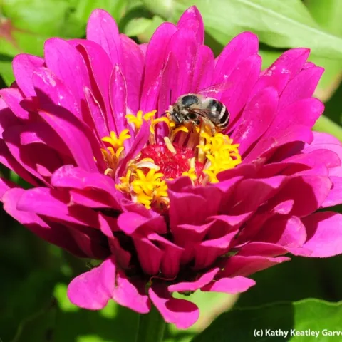 Female digger bee, Anthophora urbana, on zinnia. (Photo by Kathy Keatley Garvey),