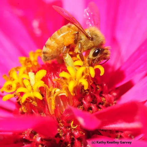 Italian honey bee forages on a zinnia. (Photo by Kathy Keatley Garvey)