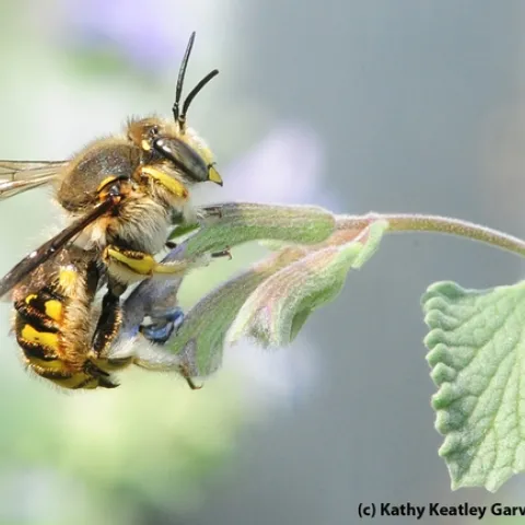 Male European wool carder bee heads for a catmint (Nepeta) leaf. (Photo by Kathy Keatley Garvey)