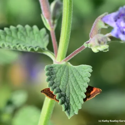 What's behind the catmint leaf (Nepeta)? (Photo by Kathy Keatley Garvey)