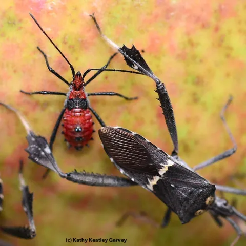Red nymph of leaffooted bug, Leptoglossus zonatus. (Photo by Kathy Keatley Garvey)
