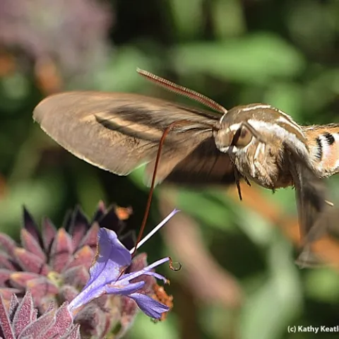 White-lined sphinx moth in flight. (Photo by Kathy Keatley Garvey)