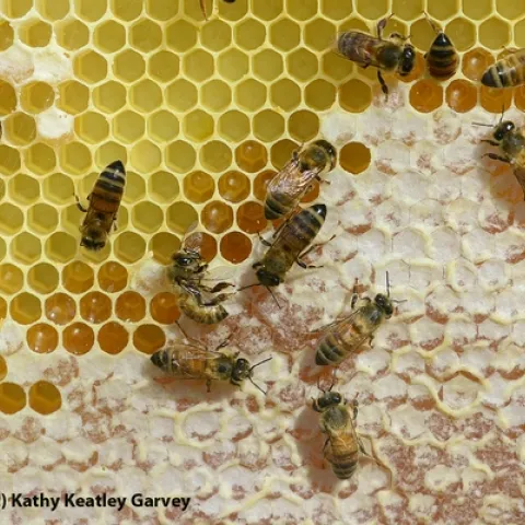 A frame of honey at the Harry H. Laidlaw Jr. Honey Bee Research Facility, UC Davis. (Photo by Kathy Keatley Garvey