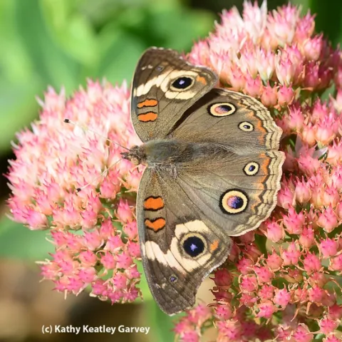 Buckeye (Junonia coenia) spreads its wings on sedum. (Photo by Kathy Keatley Garvey)