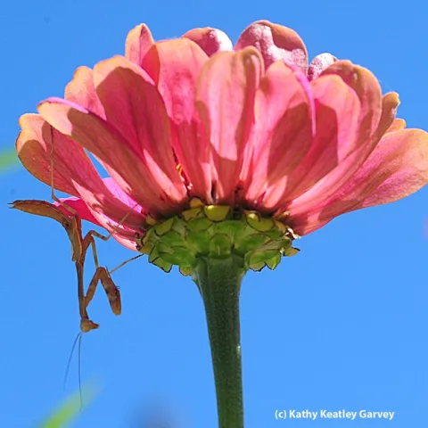 Praying mantis hangs upside down on a zinnia. (Photo by Kathy Keatley Garvey)