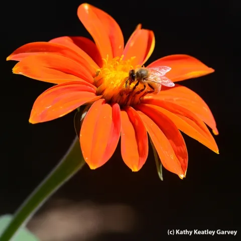 Honey bee nectaring Mexican sunflower (Tithonia) at the Haagen-Dazs Honey Bee Haven, UC Davis. (Photo by Kathy Keatley Garvey)