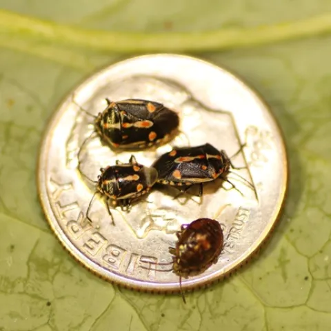 1 Bagrada bugs on a dime