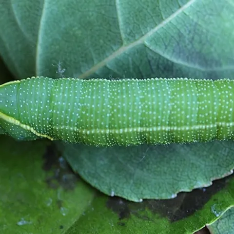 Close-up of a Smerinthus cerisyi caterpillar. (Photo by Kathy Keatley Garvey)