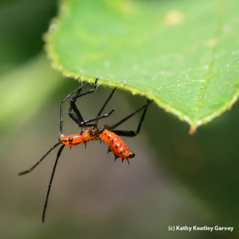 Leaffooted bug nymphs, Leptoglossus clypealis. (Photo by Kathy Keatley Garvey)