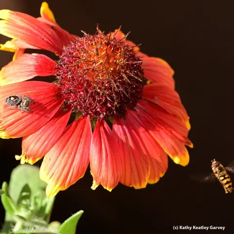 Syrphid fly (right) circles a blanket flower, unaware of the jumping spider. (Photo by Kathy Keatley Garvey)