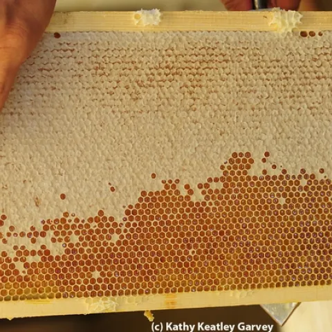 A frame of honey from the Harry H. Laidlaw Jr. Honey Bee Research Facility, UC Davis. (Photo by Kathy Keatley Garvey)