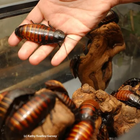 Madagascar hissing cockroaches are a big attraction at the Bohart Museum of Entomology. (Photo by Kathy Keatley Garvey)